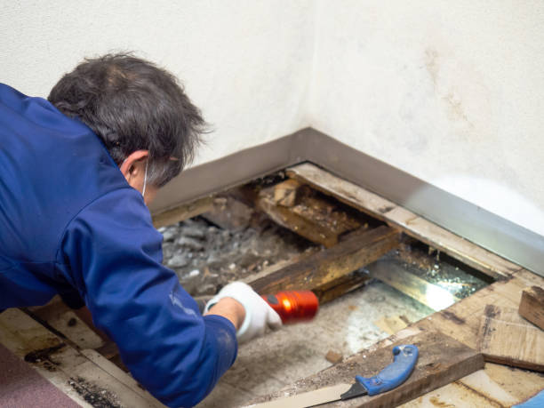 Best Kitchen Mold Remediation in Flint Hill, MO