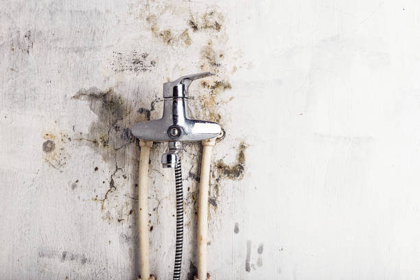 Best Emergency Mold Remediation in Flint Hill, MO