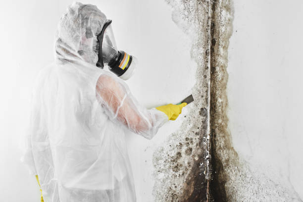 Best Residential Mold Remediation in Flint Hill, MO