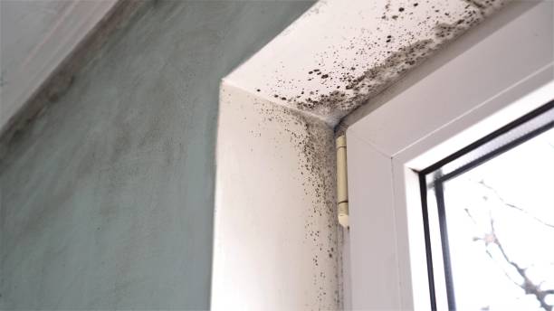 Best Post-Flood Mold Remediation in Flint Hill, MO