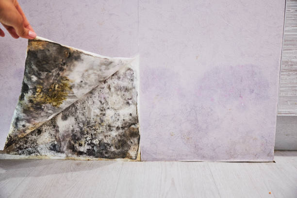 Best Black Mold Remediation in Flint Hill, MO